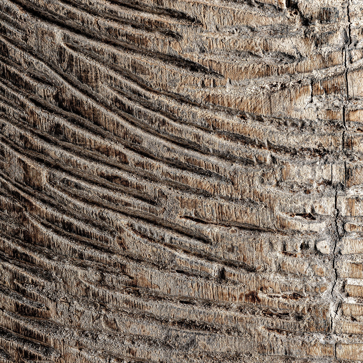 Escultura Svarog — Madera de mango marrón
