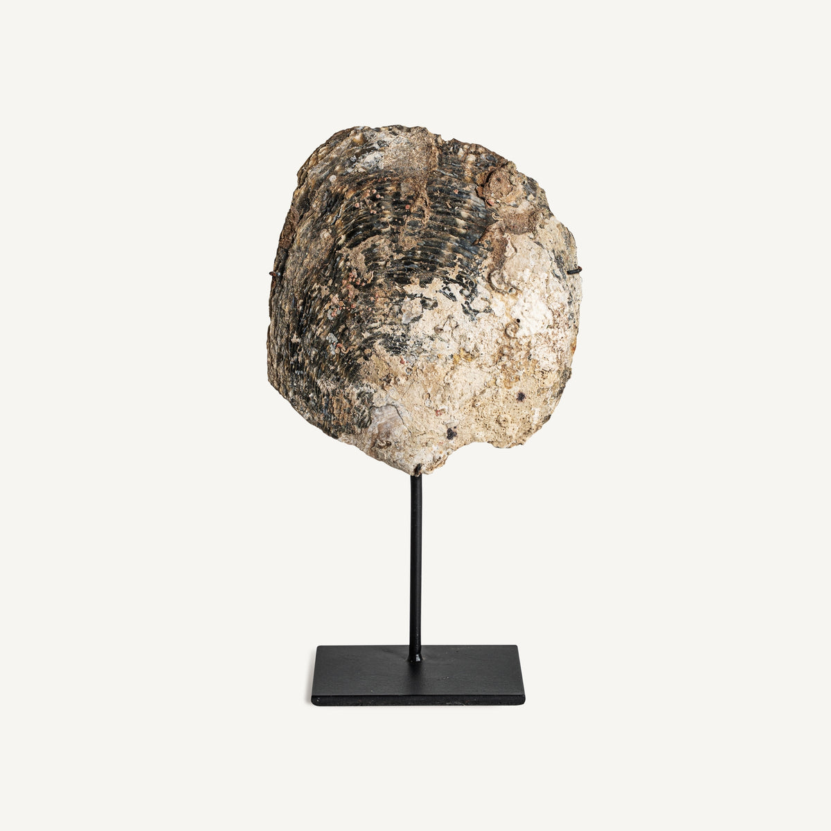 Figura decorativa Andrew — Concha tonos neutros