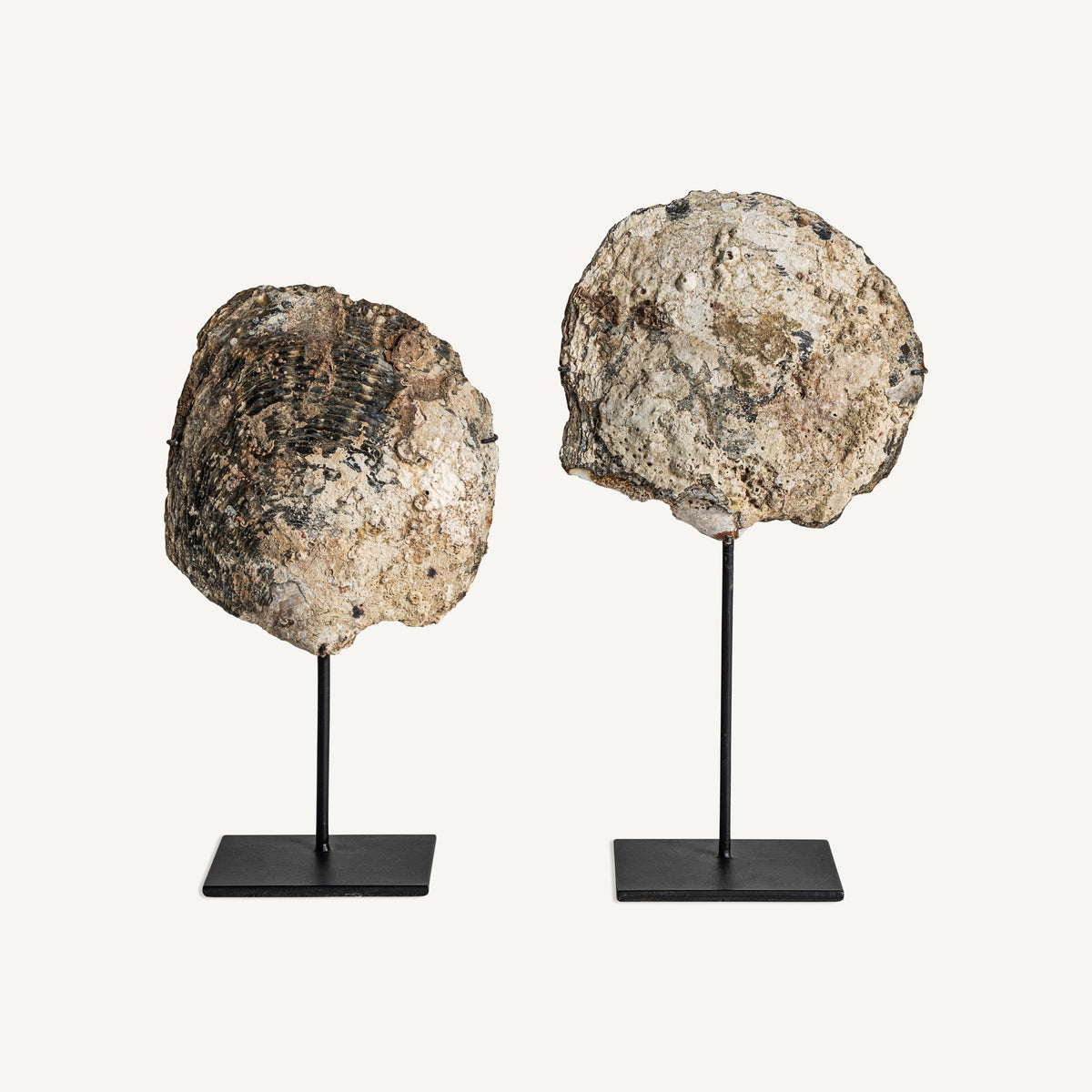 Figura decorativa Andrew — Concha tonos neutros