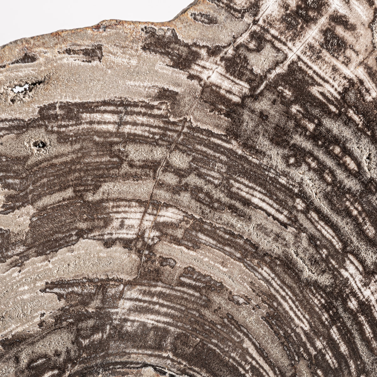 Figura decorativa Aurea — Madera petrificada gris