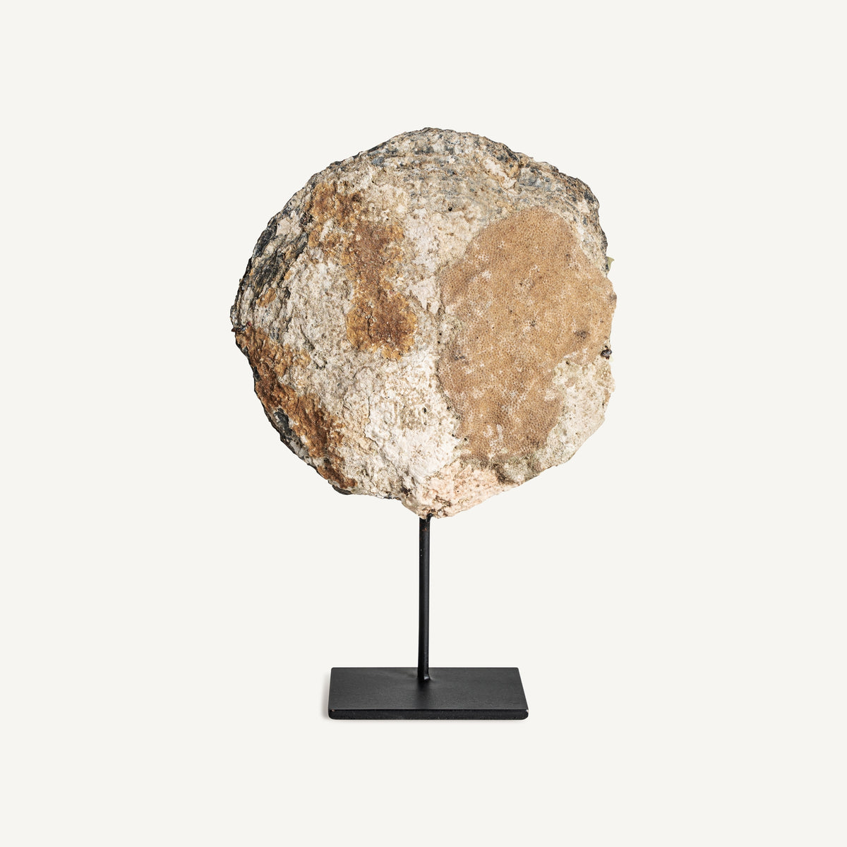 Figura decorativa Chedma — Concha tonos neutros
