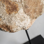 Figura decorativa Chedma — Concha tonos neutros