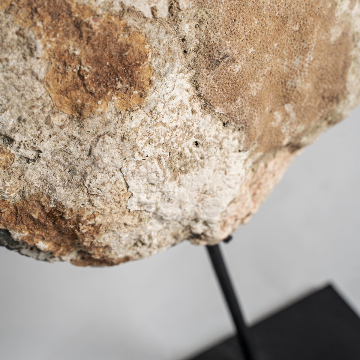 Figura decorativa Chedma — Concha tonos neutros