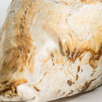 Figura decorativa Pez — Madera petrificada tonos en marrón envejecido